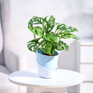 Broken Heart Plant