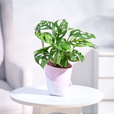 Broken Heart Plant