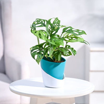 Broken Heart Plant
