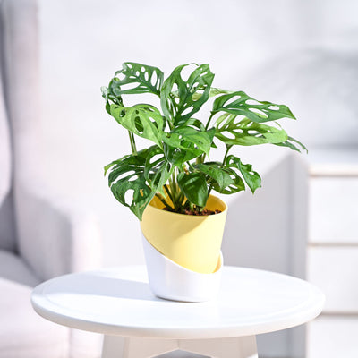 Broken Heart Plant