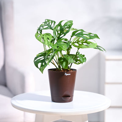 Broken Heart Plant
