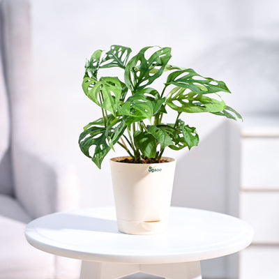 Broken Heart Plant