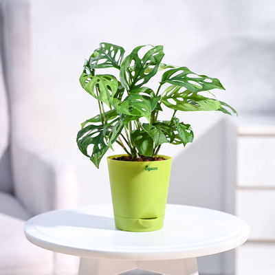 Broken Heart Plant