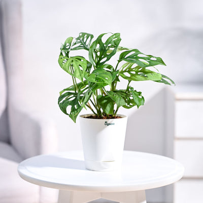Broken Heart Plant