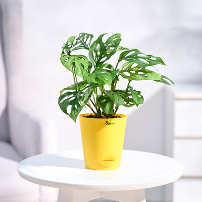 Broken Heart Plant
