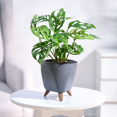 Broken Heart Plant