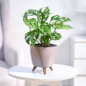 Broken Heart Plant