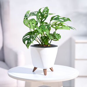 Broken Heart Plant