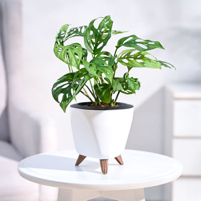 Broken Heart Plant