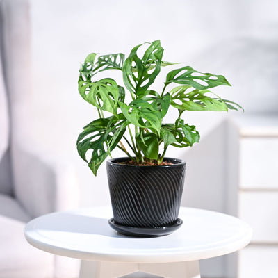 Broken Heart Plant