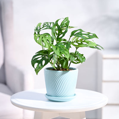 Broken Heart Plant