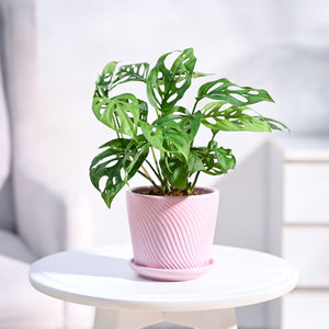 Broken Heart Plant