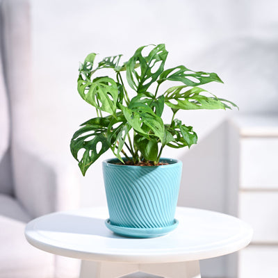Broken Heart Plant