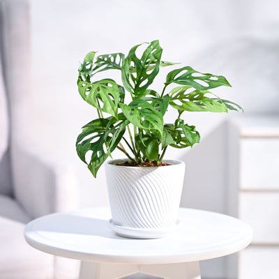 Broken Heart Plant