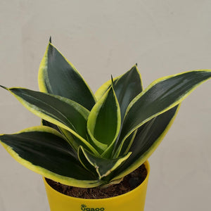 Snake Plant - Golden Hahnii Employee Gift Hamper