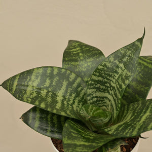 Snake Green Plant For Environment Day Gifting