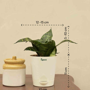 Snake Green Plant For Environment Day Gifting