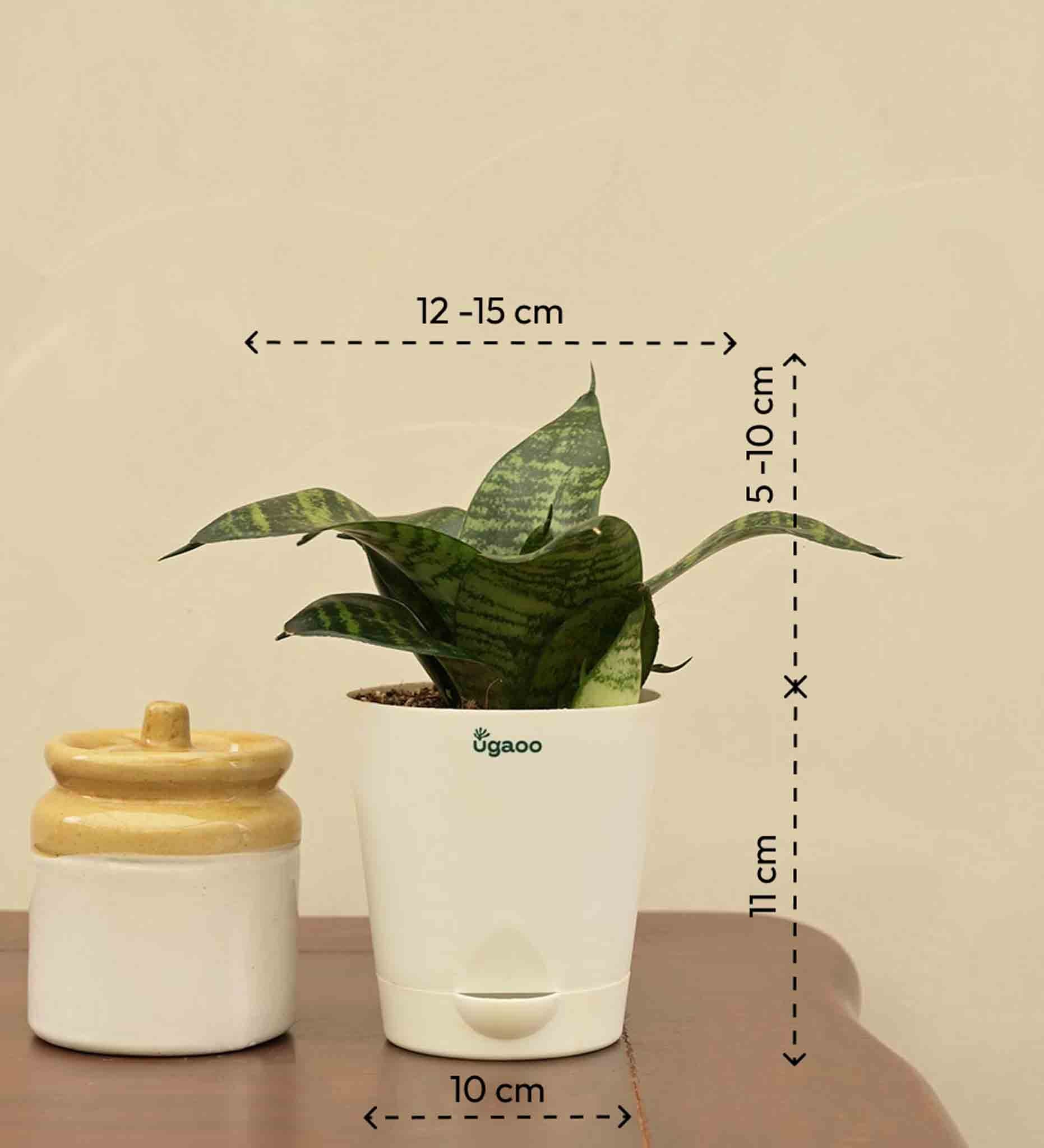 Snake Green Plant For Environment Day Gifting