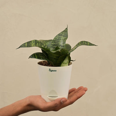Snake Green Plant For Environment Day Gifting