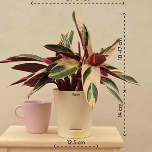 Stromanthe Triostar Plant