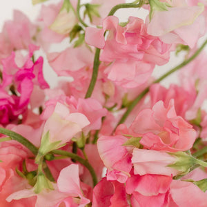 Pink Sweet Pea Flowers