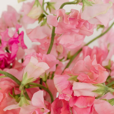 Pink Sweet Pea Flowers
