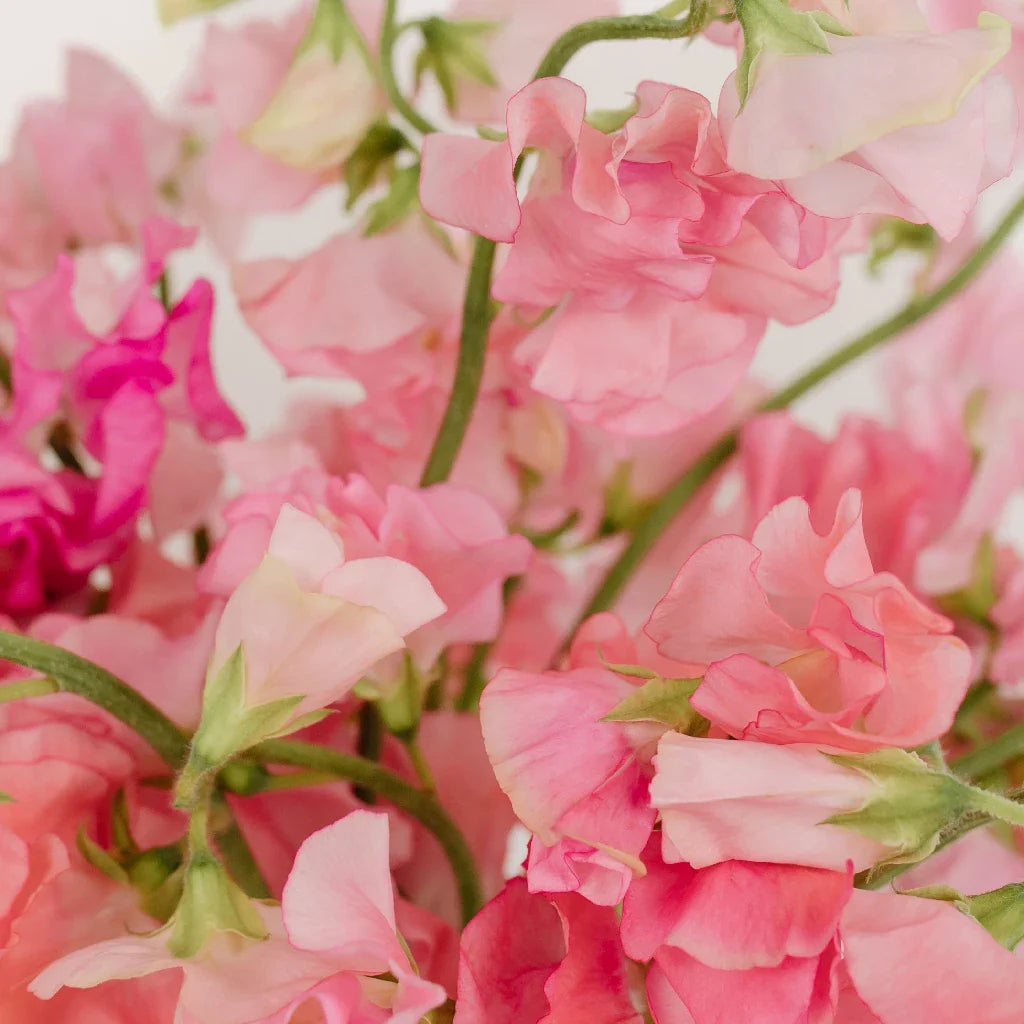Pink Sweet Pea Flowers