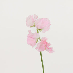 Pink Sweet Pea Flowers