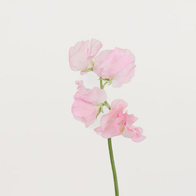 Pink Sweet Pea Flowers