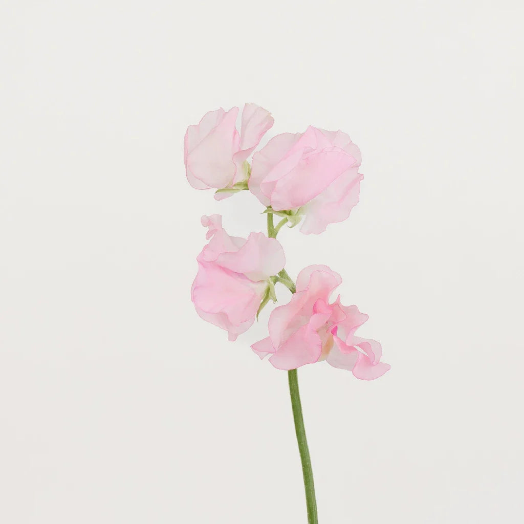 Pink Sweet Pea Flowers