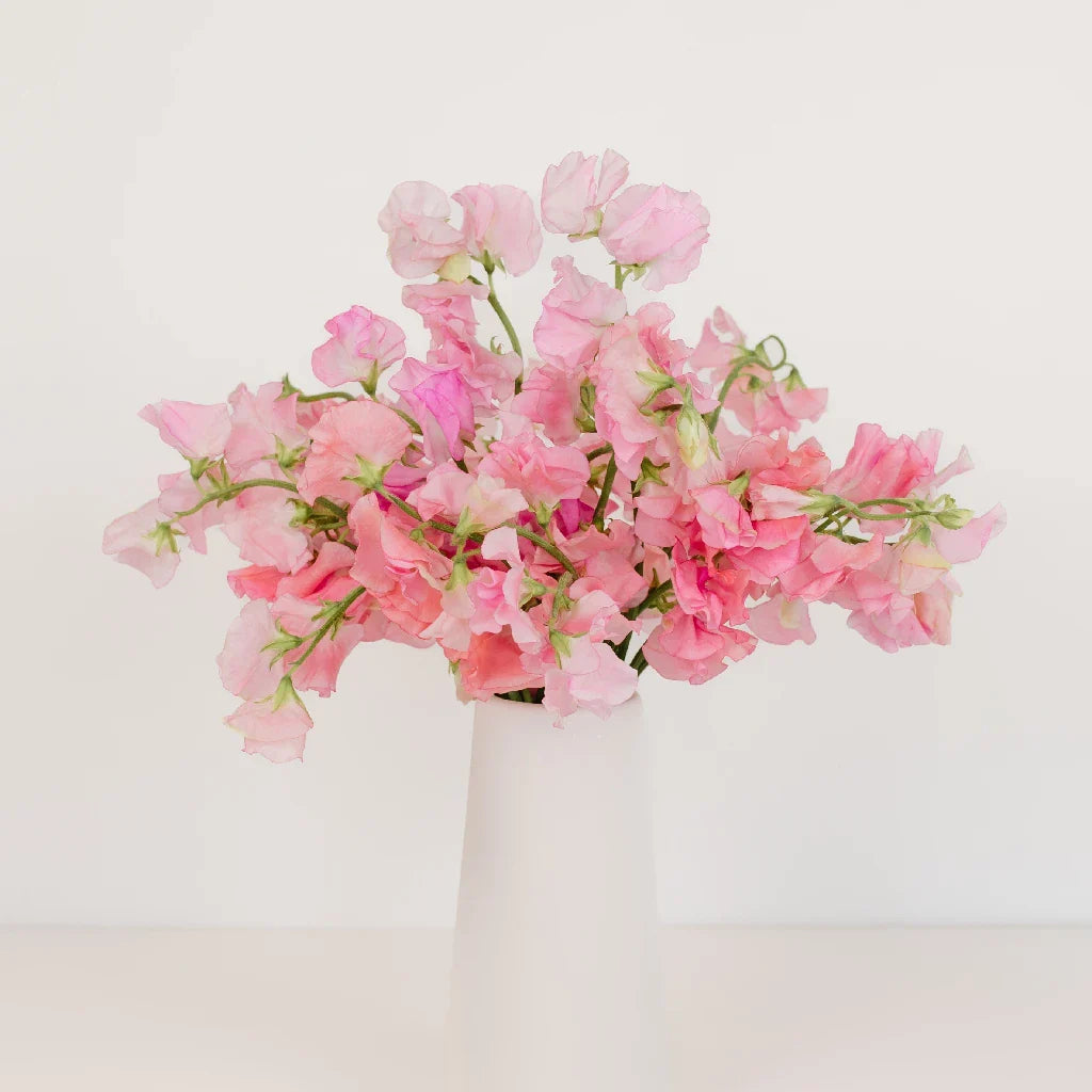 Pink Sweet Pea Flowers
