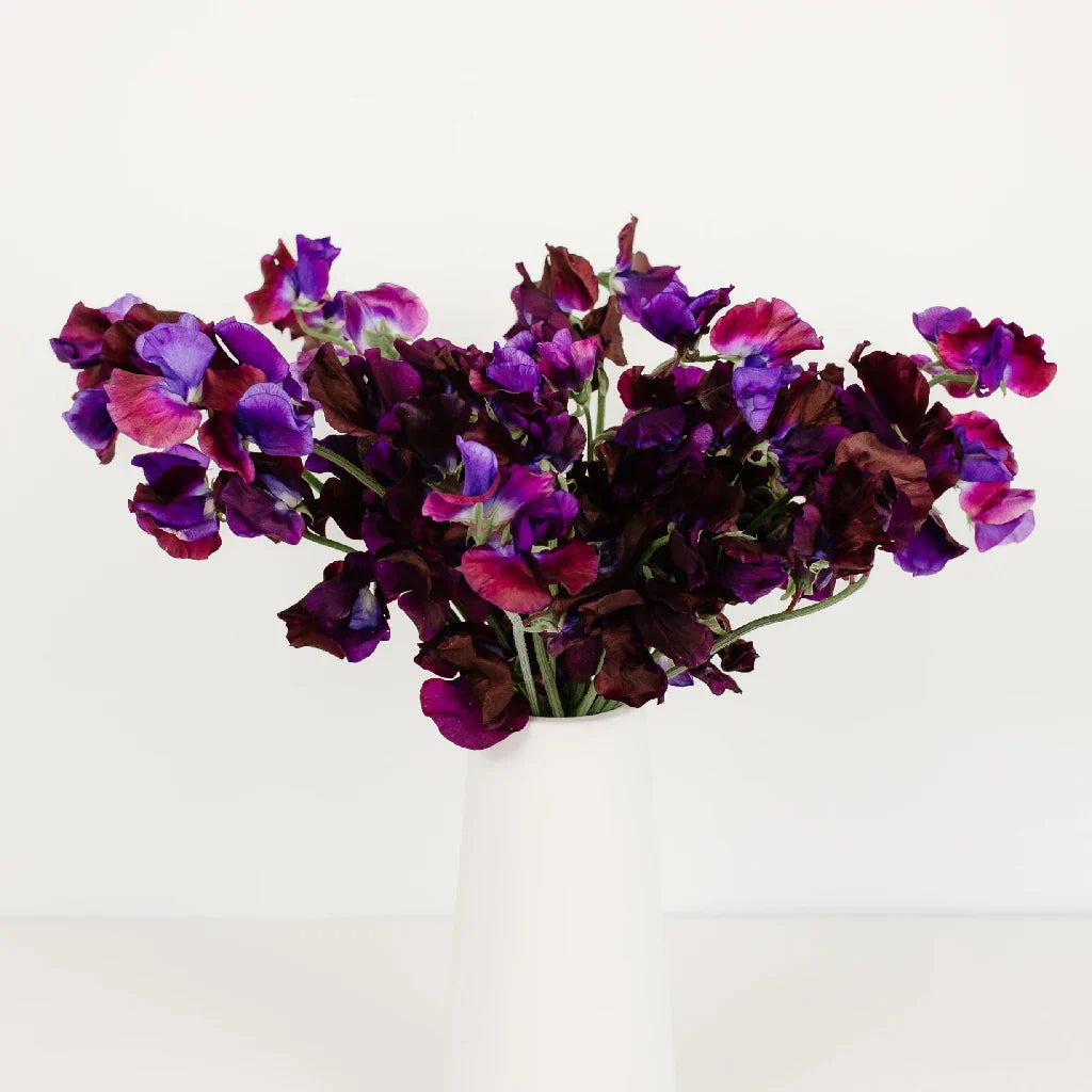 Viola Purple Sweet Pea Flowers