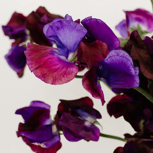 Viola Purple Sweet Pea Flowers
