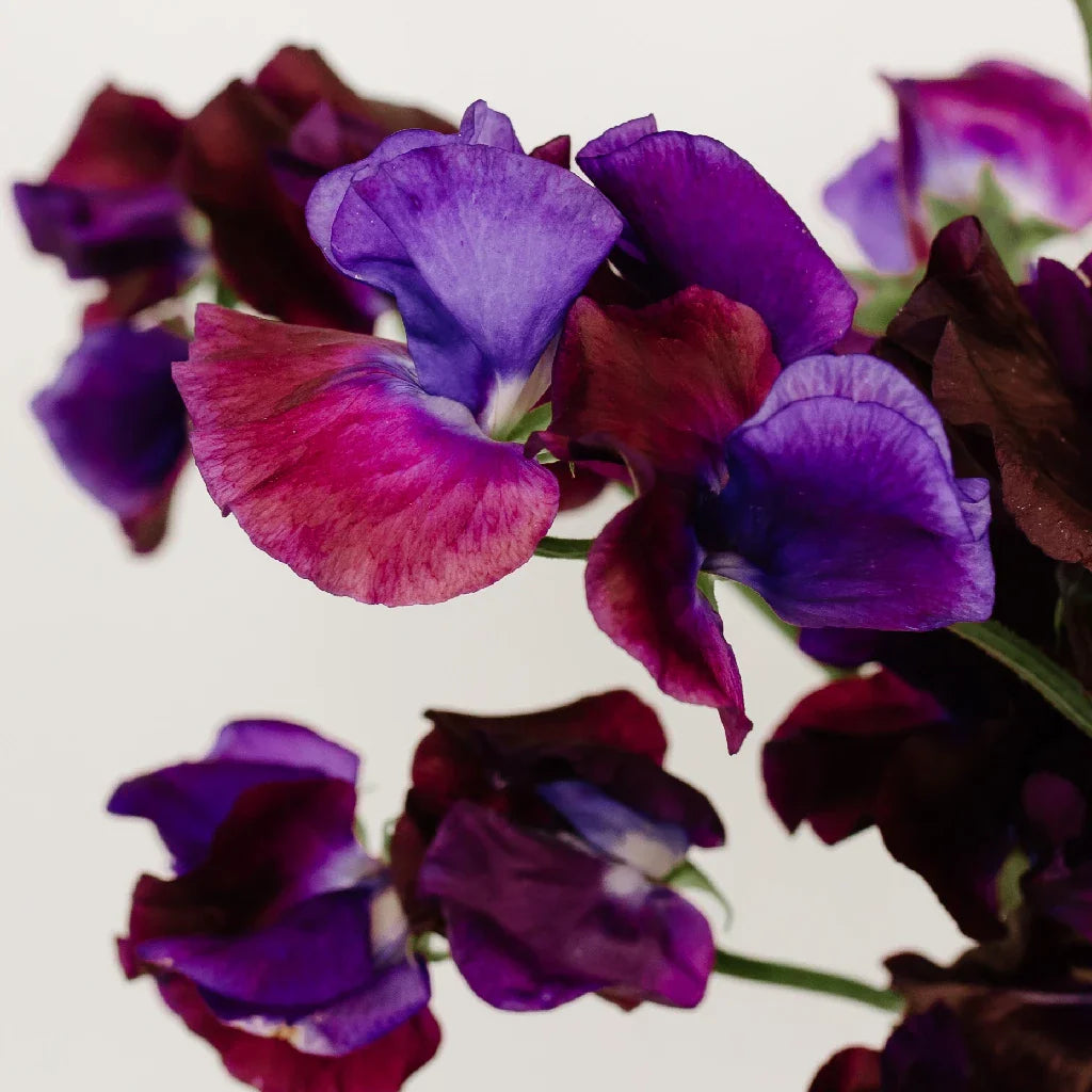 Viola Purple Sweet Pea Flowers