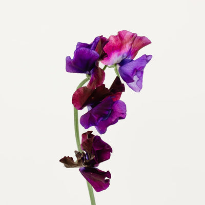 Viola Purple Sweet Pea Flowers