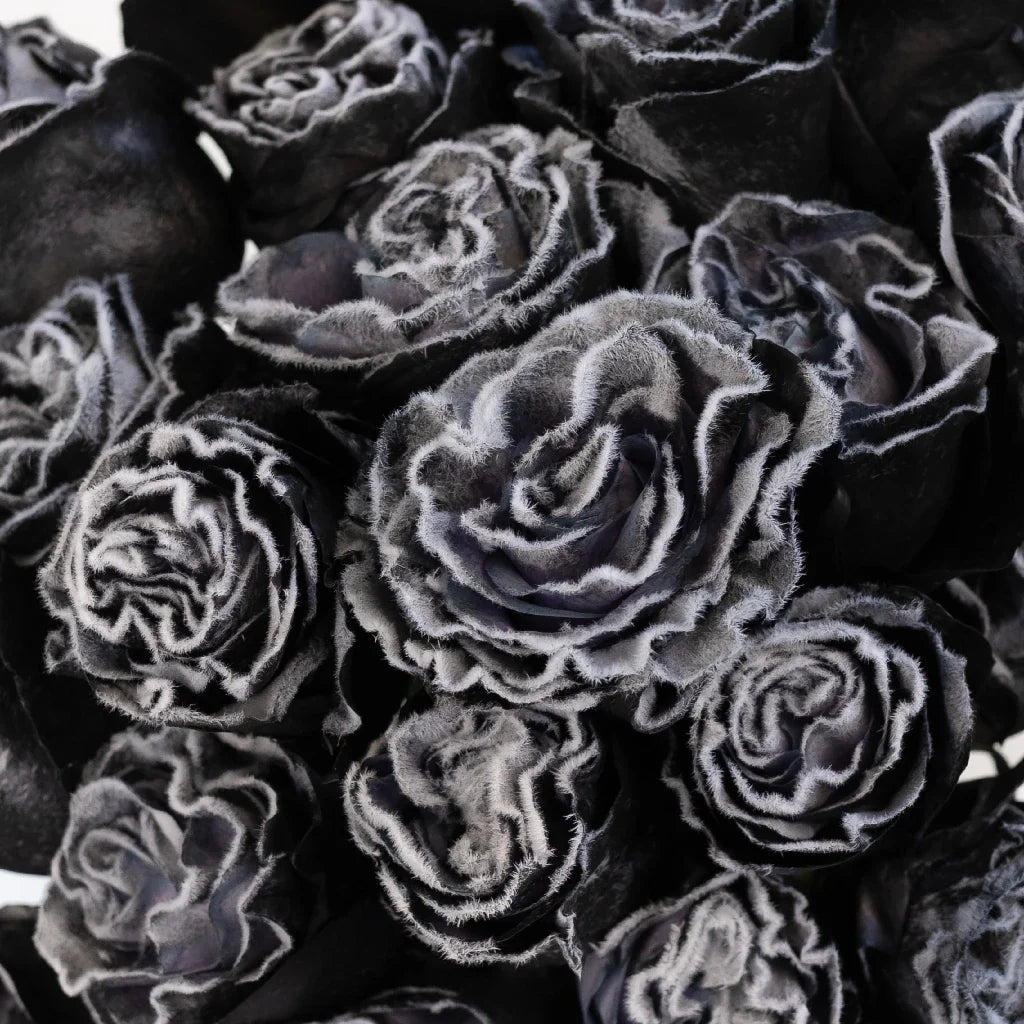 Tinted Black Fuzzy Roses