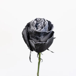 Tinted Black Fuzzy Roses
