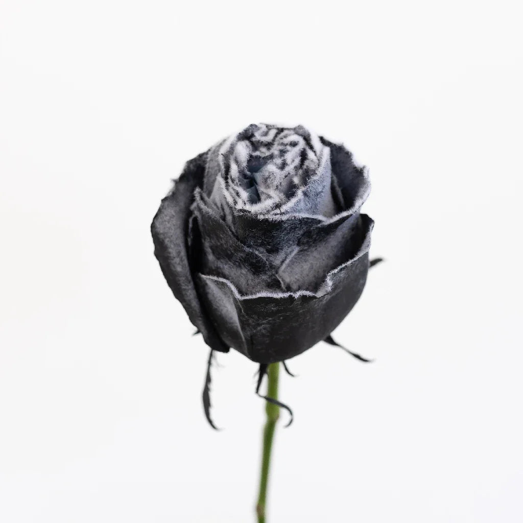 Tinted Black Fuzzy Roses