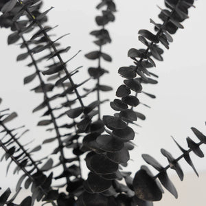 Tinted Black Baby Eucalyptus