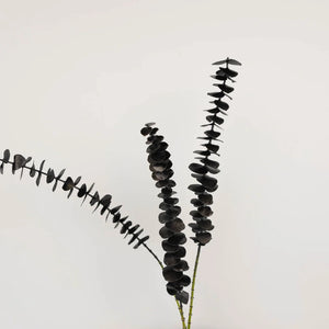 Tinted Black Baby Eucalyptus
