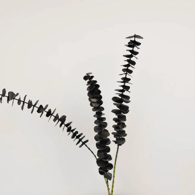 Tinted Black Baby Eucalyptus