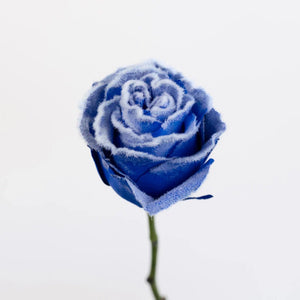 Tinted Blue Fuzzy Roses