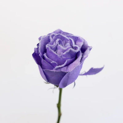 Tinted Lavender Fuzzy Roses