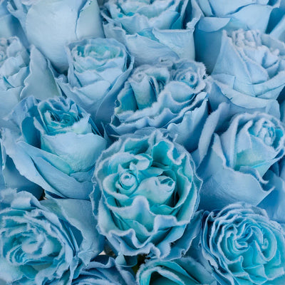 Tinted Light Blue Fuzzy Roses