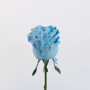 Tinted Light Blue Fuzzy Roses