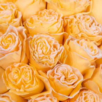 Tinted Peach Fuzzy Roses