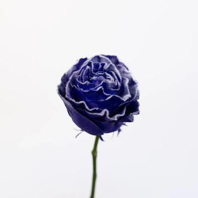 Tinted Purple Fuzzy Roses