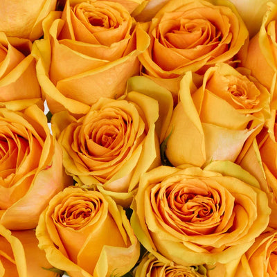 Light Golden Orange Roses