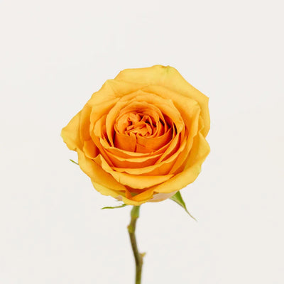 Light Golden Orange Roses