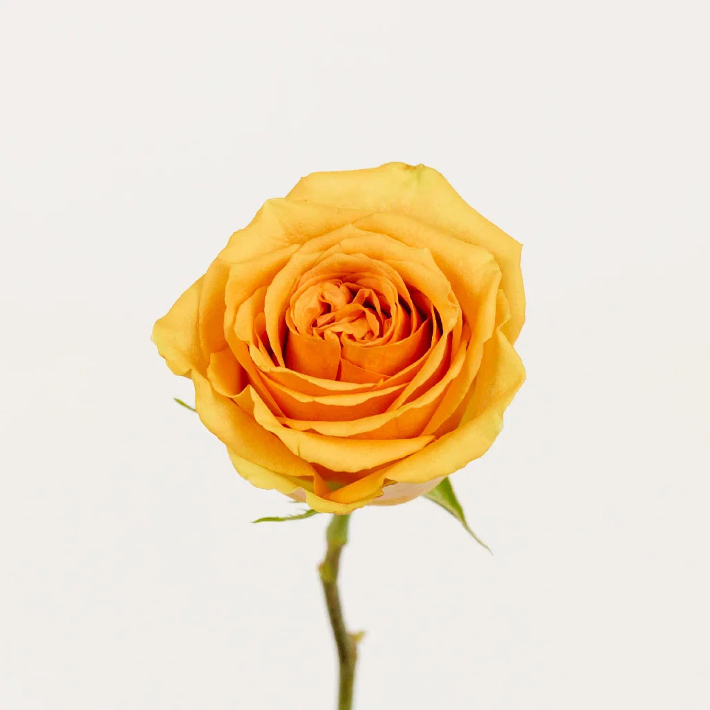 Light Golden Orange Roses